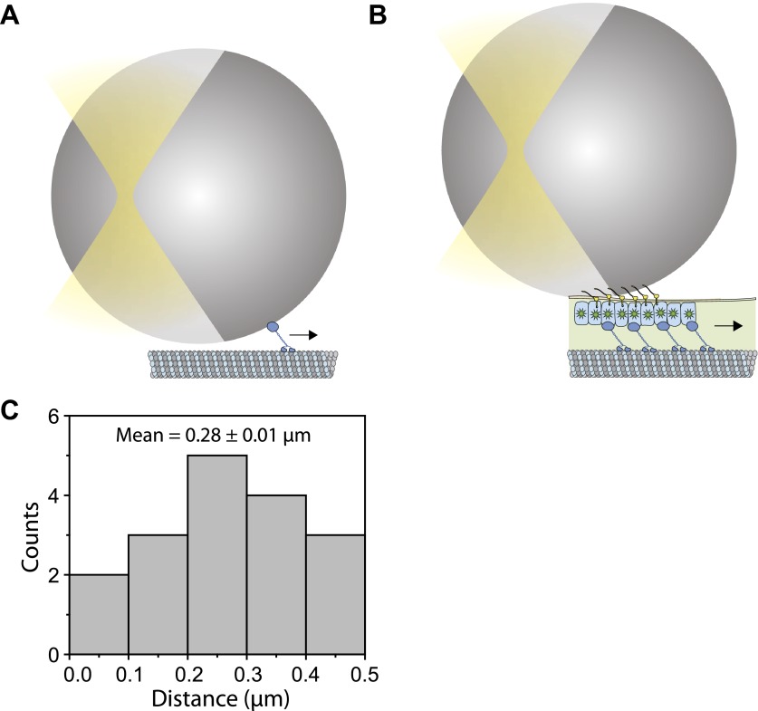 Figure 6—figure supplement 2.