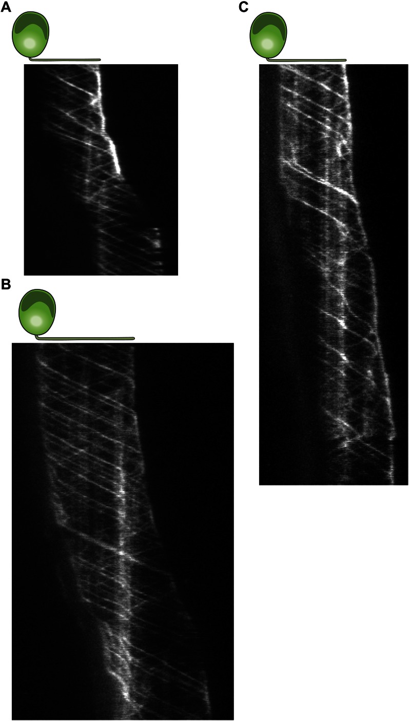 Figure 2—figure supplement 4.