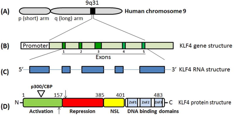 FIG. 1