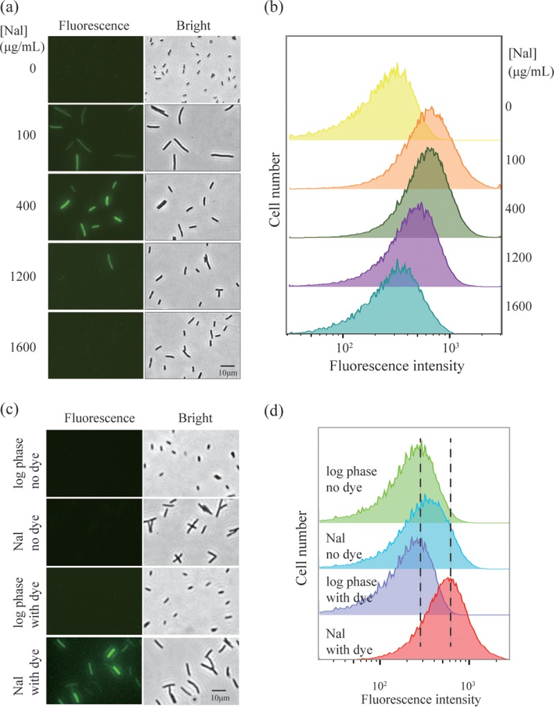 FIG 2