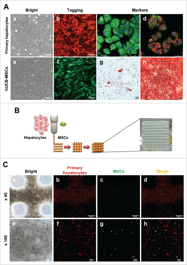 FIGURE 1.