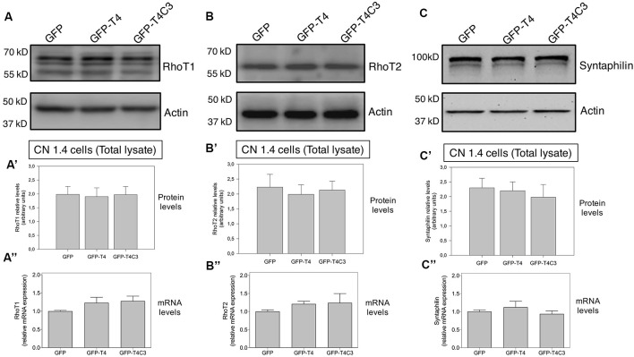 Figure 4