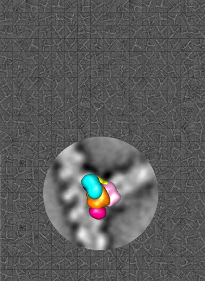 The actin-related protein (Arp) 2/3 complex provides a template for new actin filaments to branch off from a mother filament