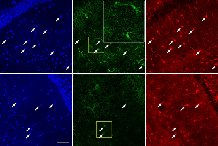 Figure 6—figure supplement 2.