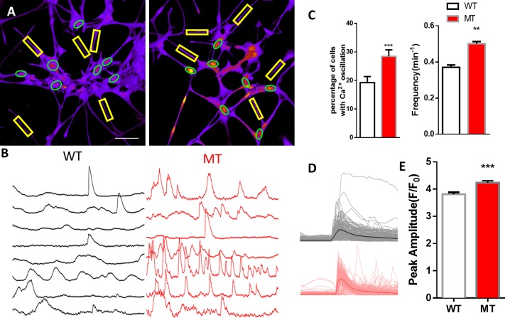 Figure 1—figure supplement 4.