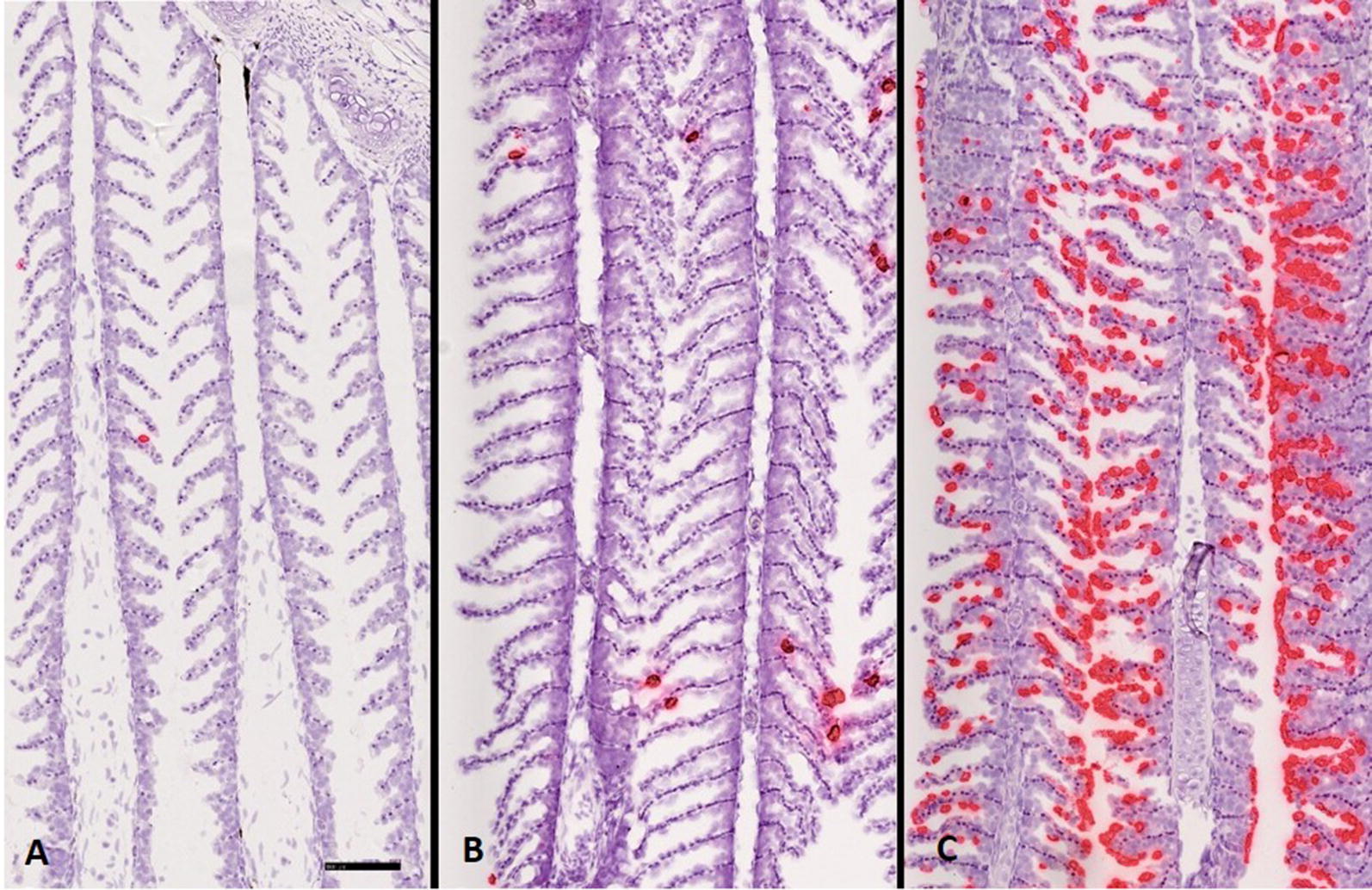 Figure 7