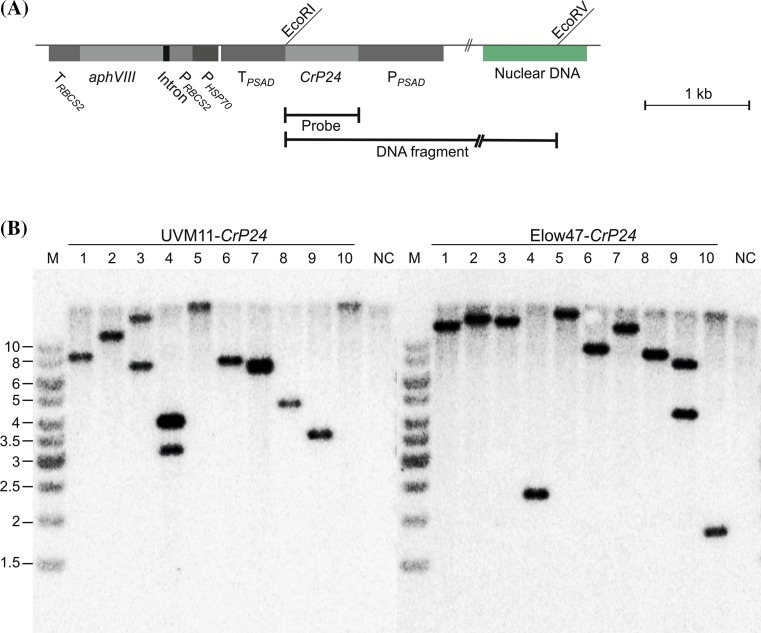 Fig. 4