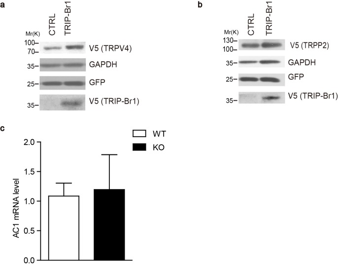 Figure 2—figure supplement 1.