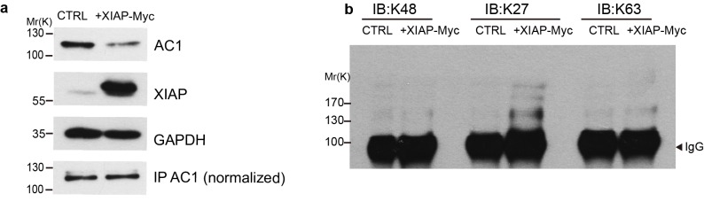 Figure 5—figure supplement 1.