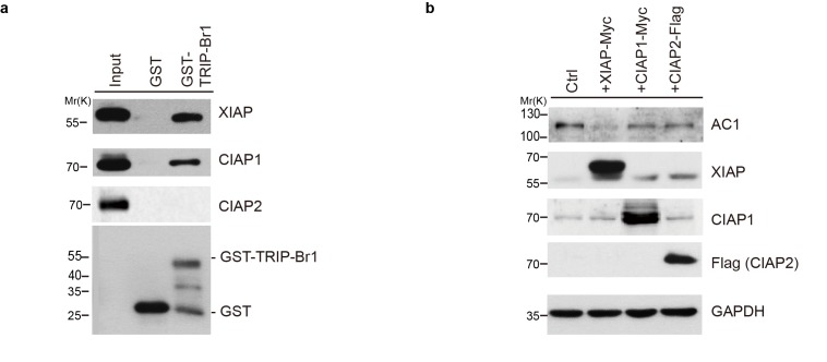 Figure 4—figure supplement 2.