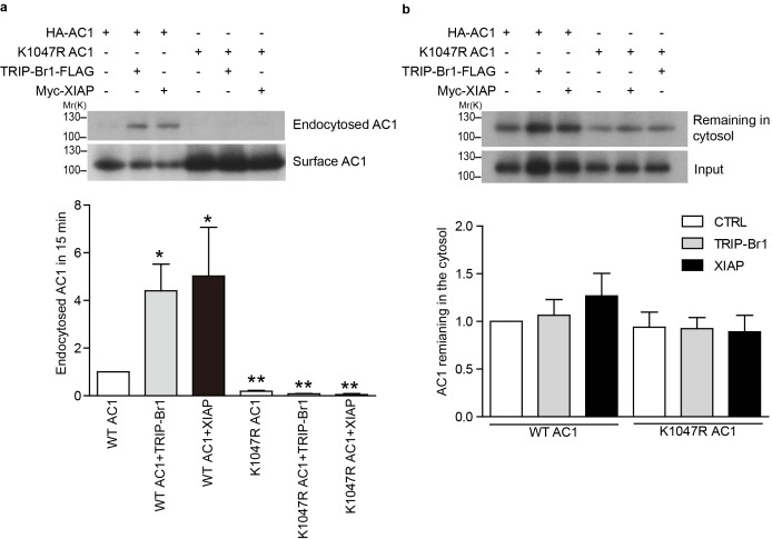 Figure 5—figure supplement 2.