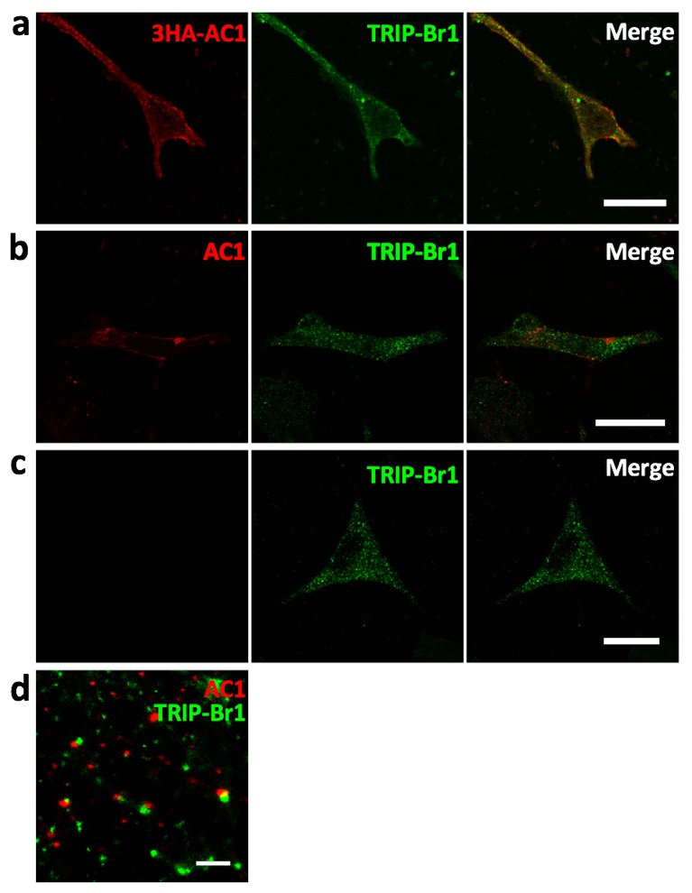 Figure 1—figure supplement 1.