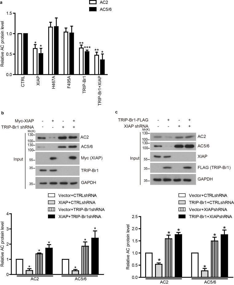 Figure 7—figure supplement 1.