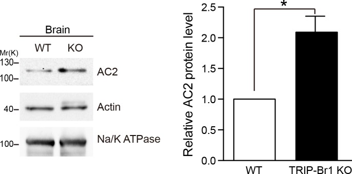 Figure 7—figure supplement 2.