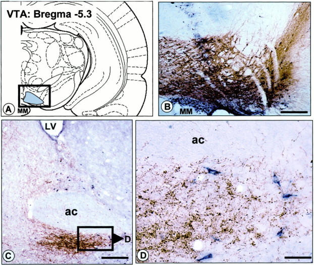 Fig. 11.