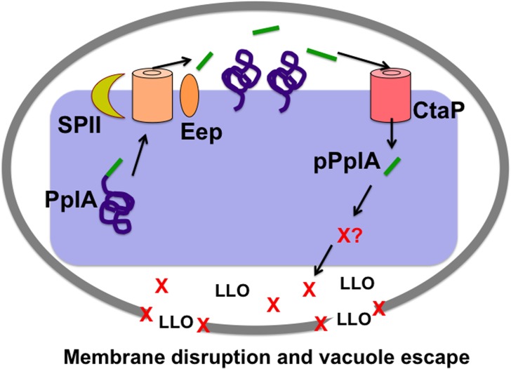 Fig 10