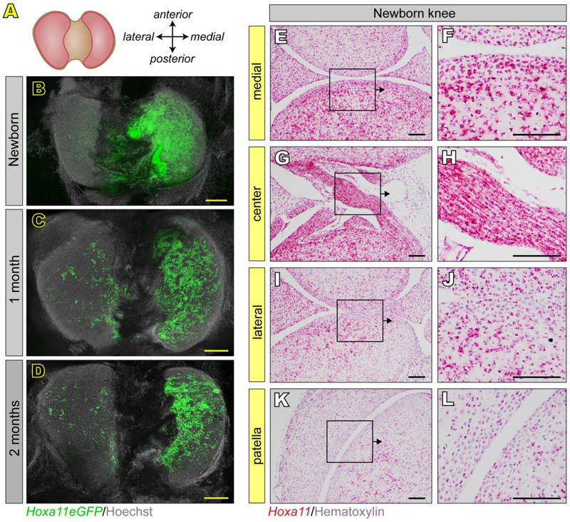 Fig 4.