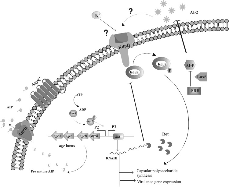 Fig. 2