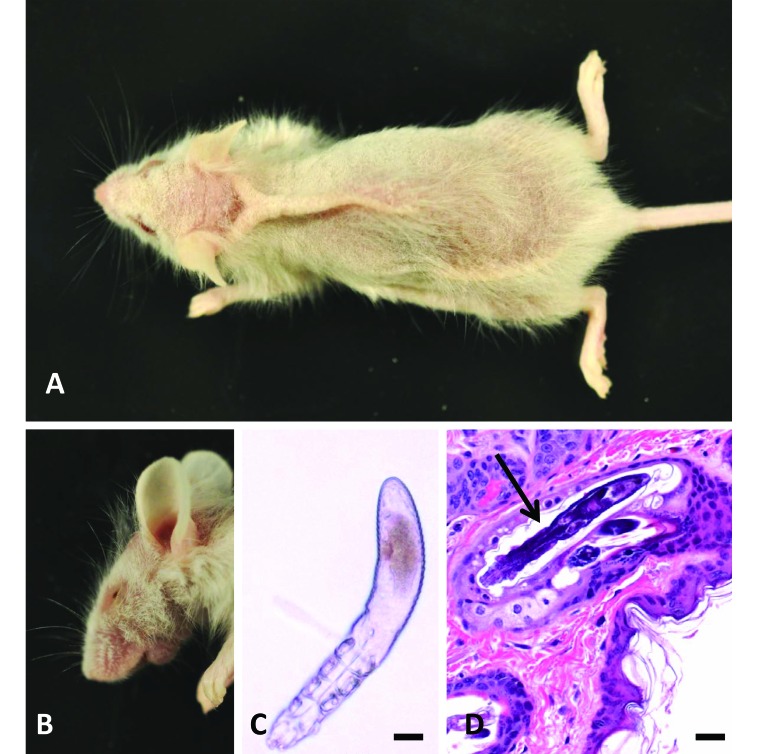 Figure 2.