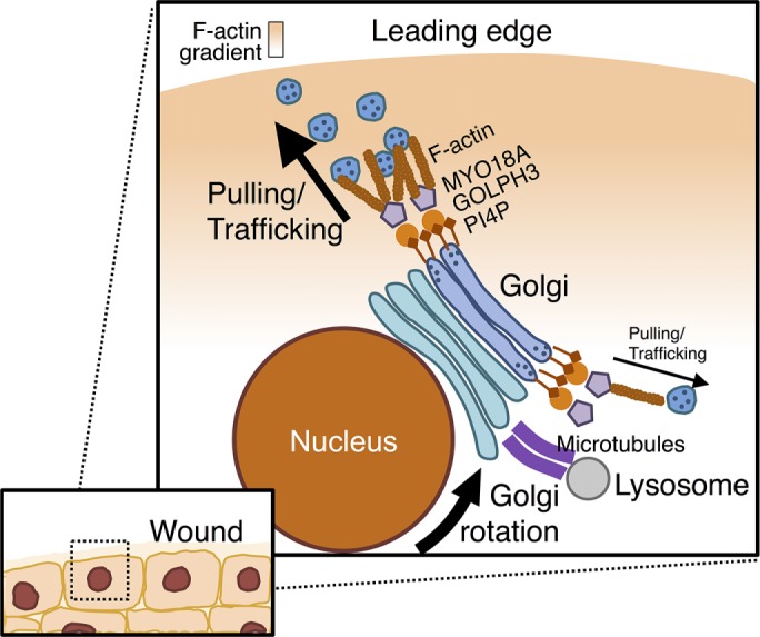 FIGURE 10: