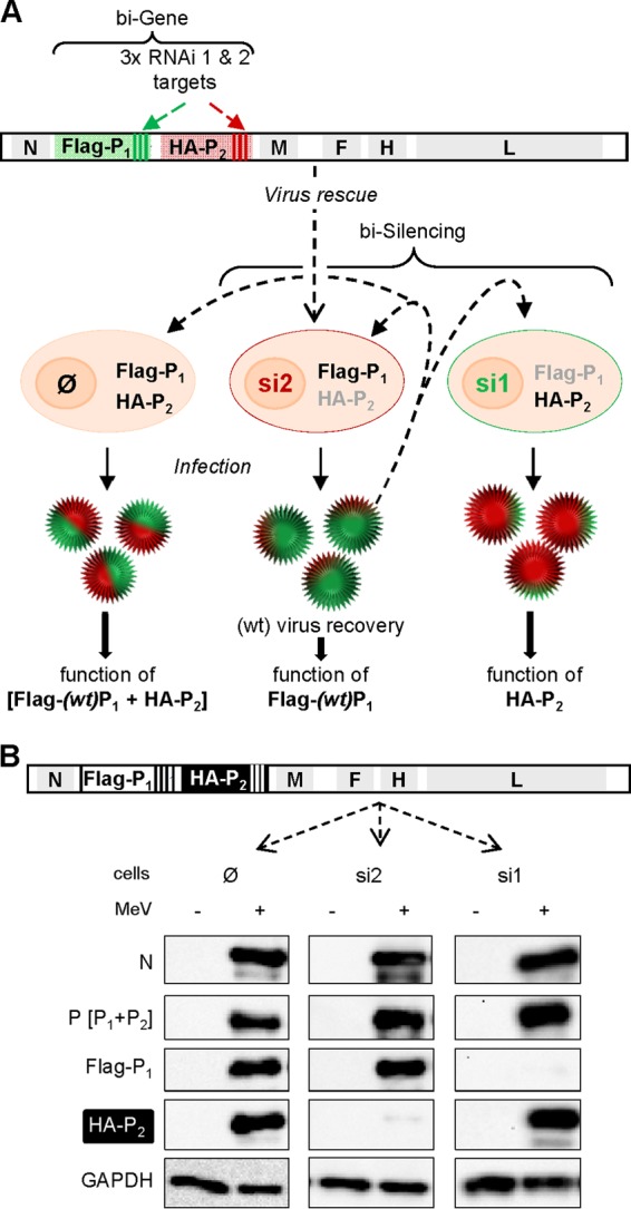 FIG 6