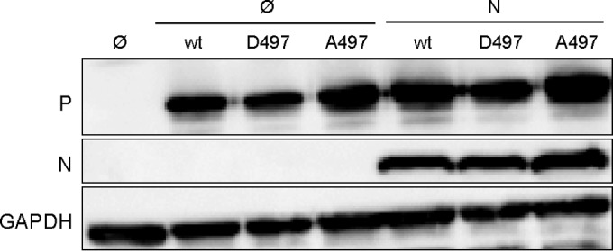 FIG 2