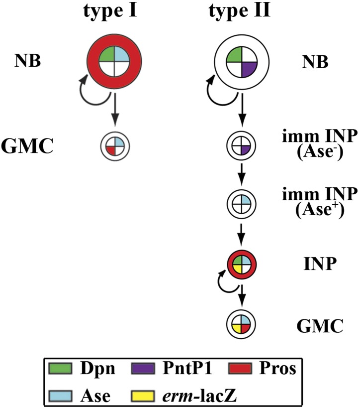 Figure 1—figure supplement 1.