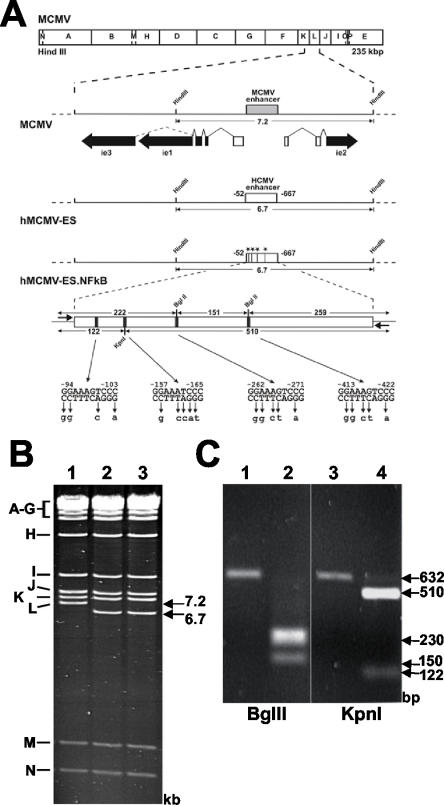 FIG. 1.