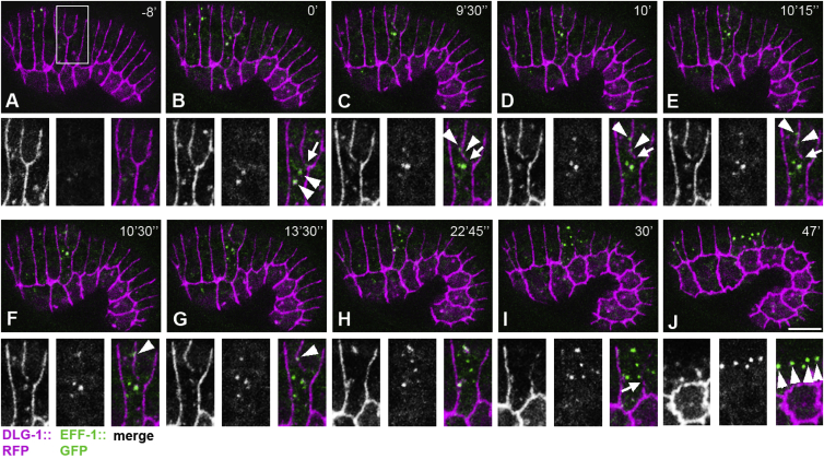 Figure 5