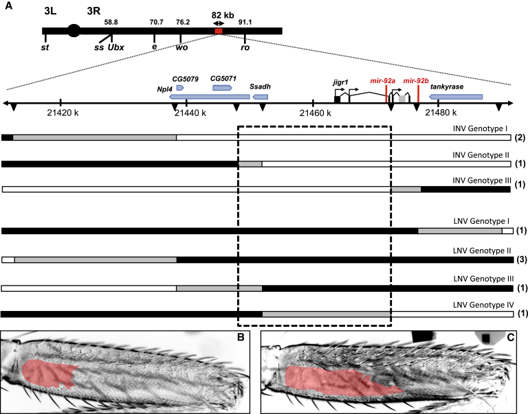 Figure 2