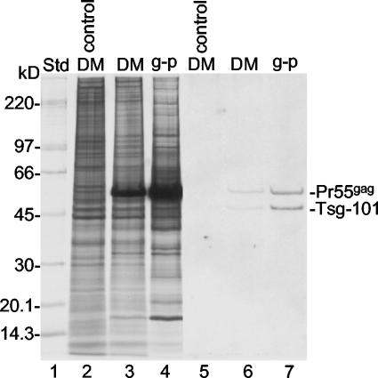 FIG. 8.