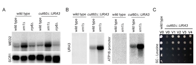 Figure 2—figure supplement 1.