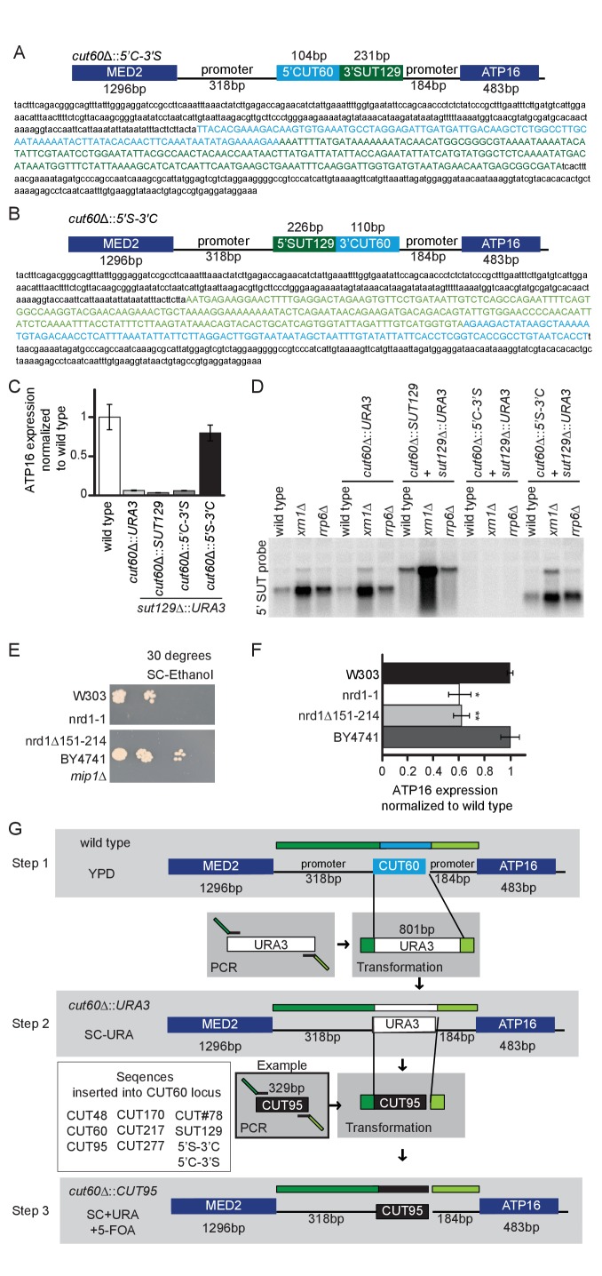 Figure 3—figure supplement 1.