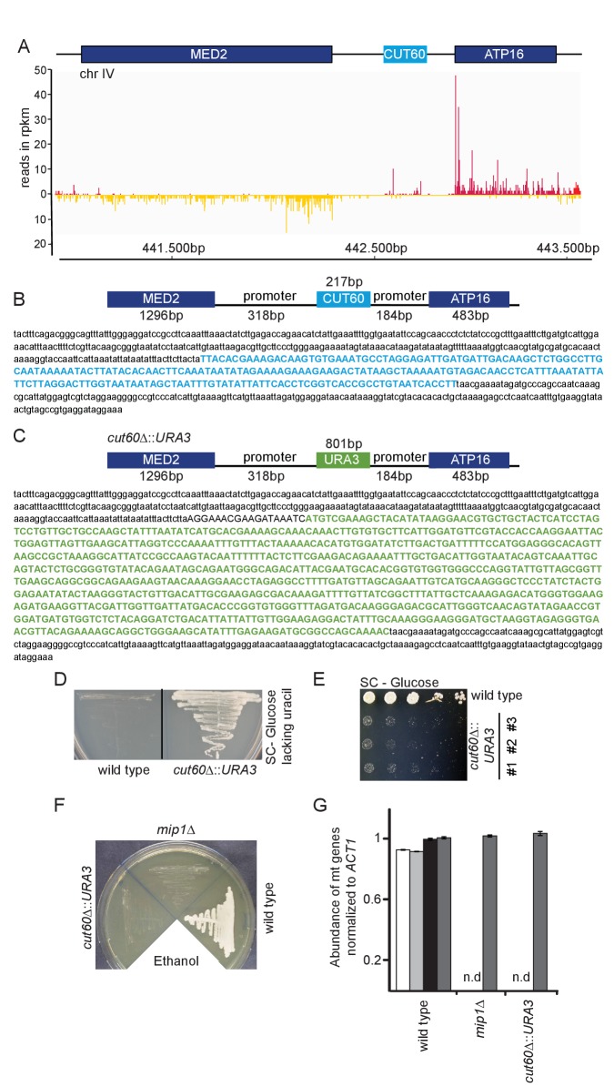 Figure 1—figure supplement 1.