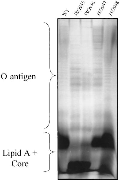 FIG. 1