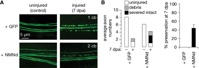 Figure 1—figure supplement 1.