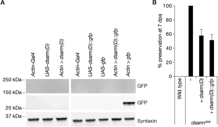 Figure 5—figure supplement 1.