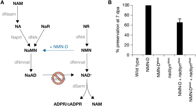 Figure 5—figure supplement 2.