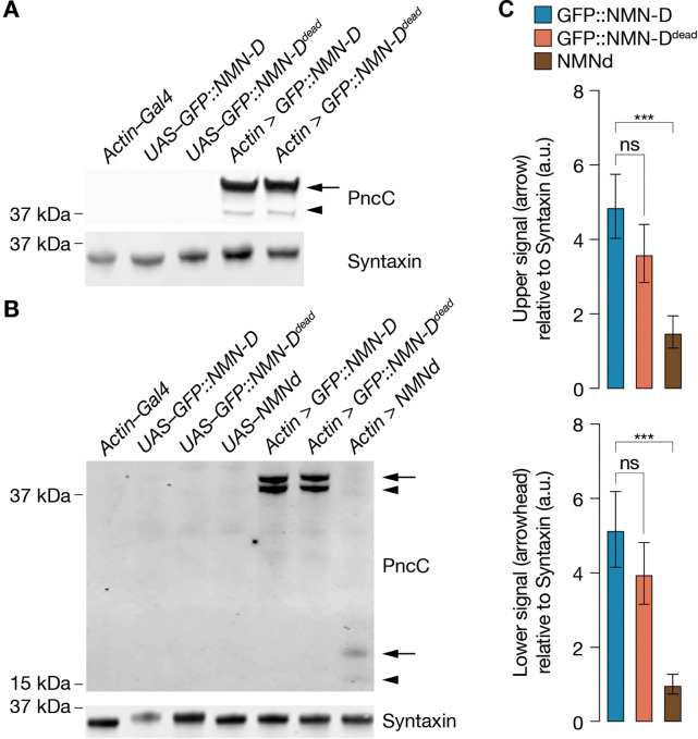 Figure 1—figure supplement 2.