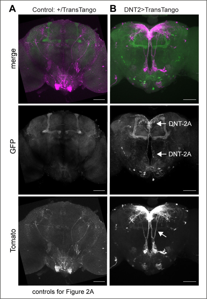 Figure 2—figure supplement 1.