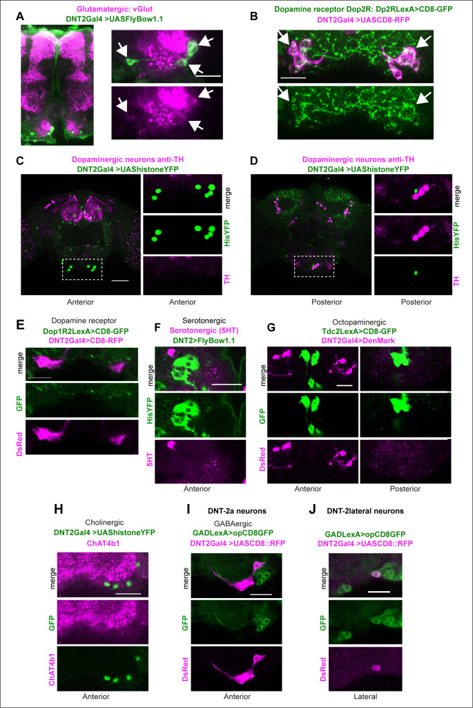 Figure 1—figure supplement 1.