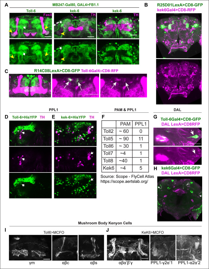 Figure 1—figure supplement 2.