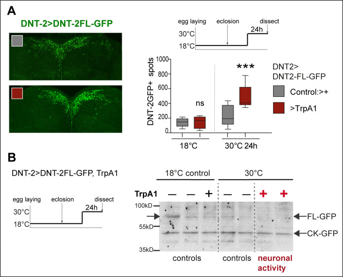 Figure 5—figure supplement 1.