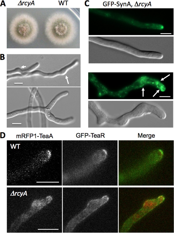 FIG 4