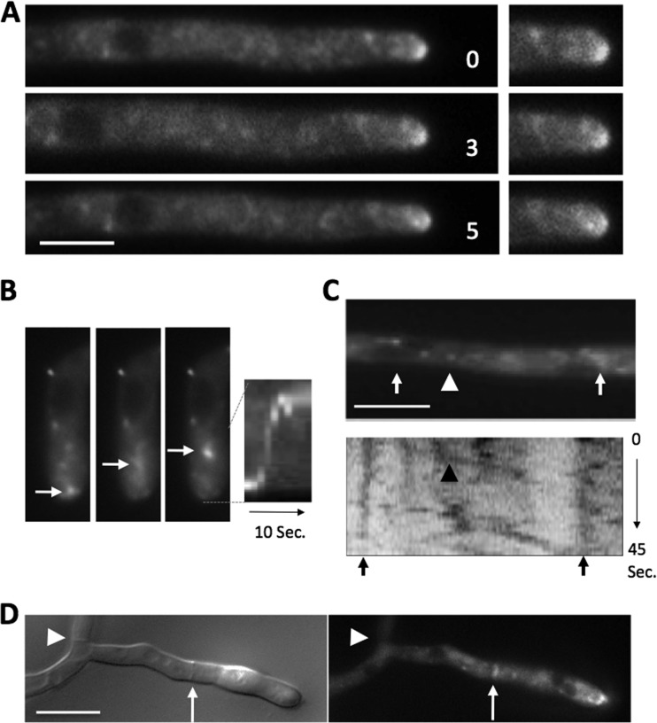 FIG 2