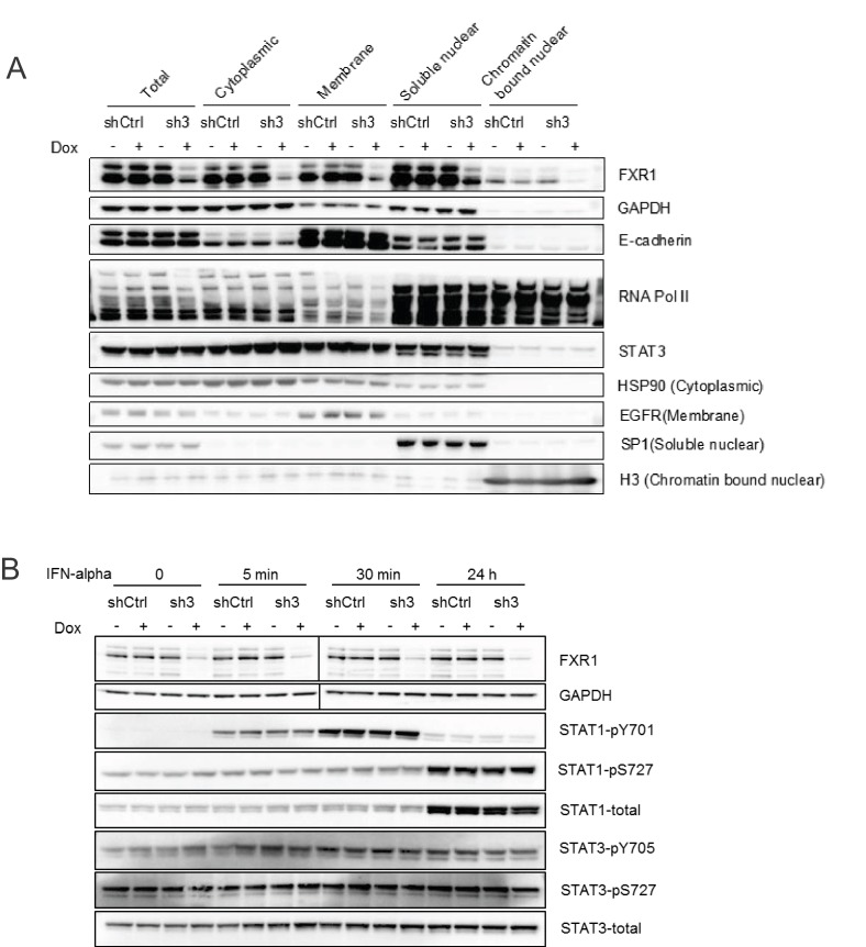 Figure 4—figure supplement 1.