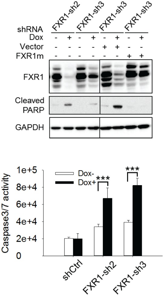 Figure 6—figure supplement 2.