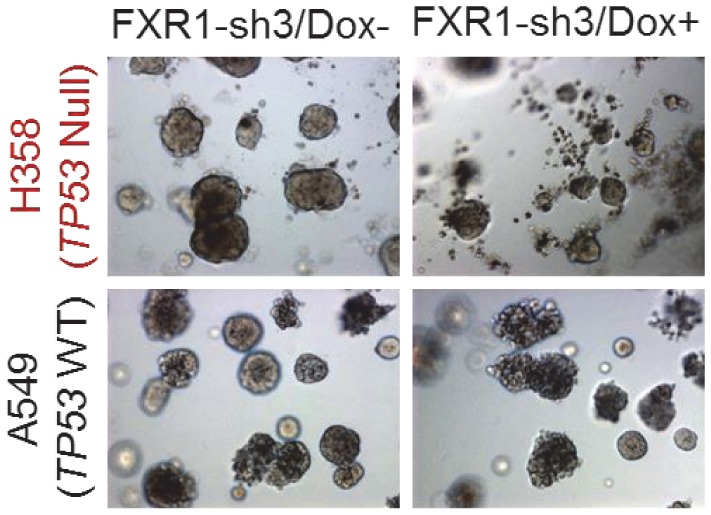 Figure 1—figure supplement 4.