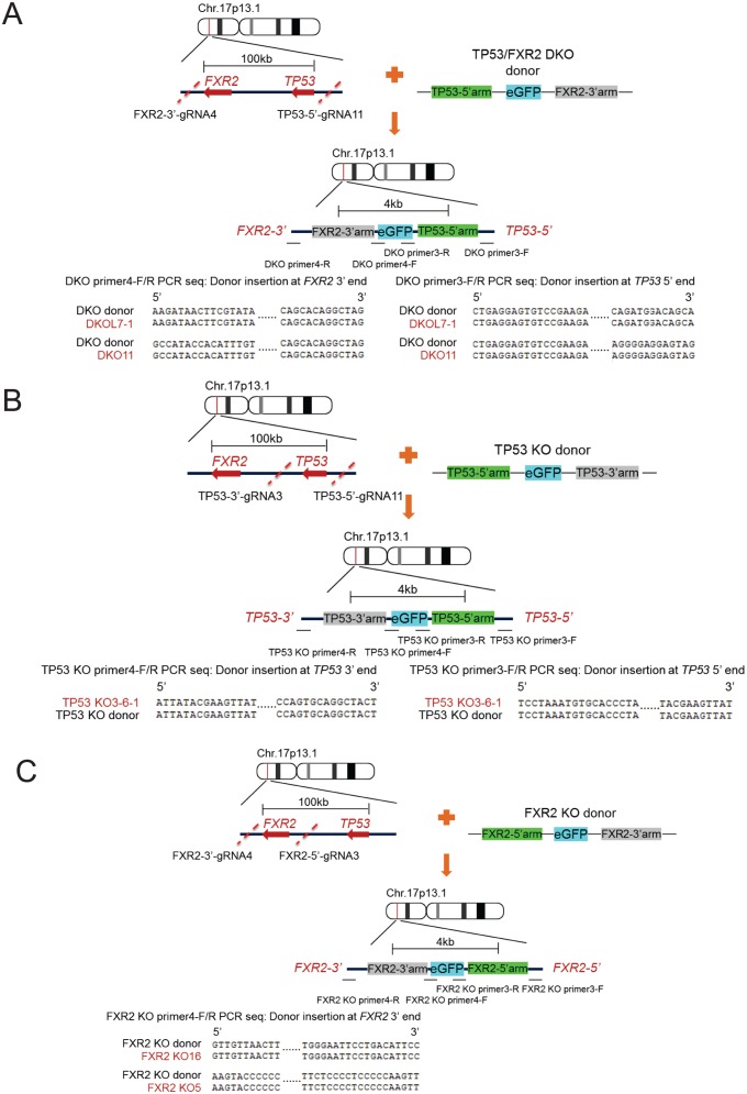 Figure 2—figure supplement 1.