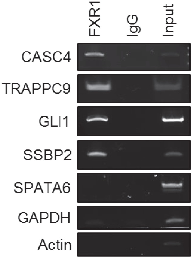 Figure 6—figure supplement 3.